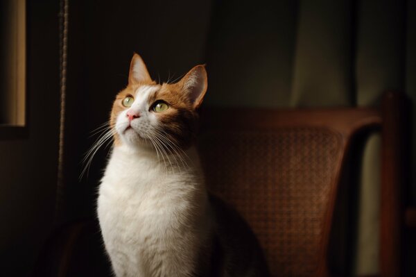 A ginger cat with green eyes