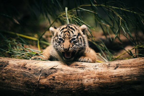 A formidable tiger cub yawns lying behind a log