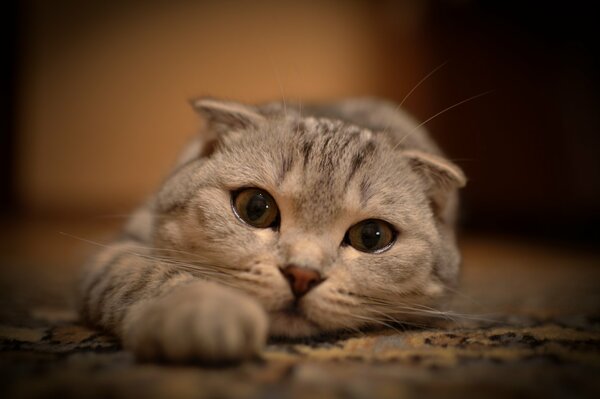 Sguardo di gatto triste e meditabondo