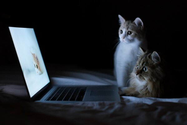 Cats looking at images of cats in a laptop