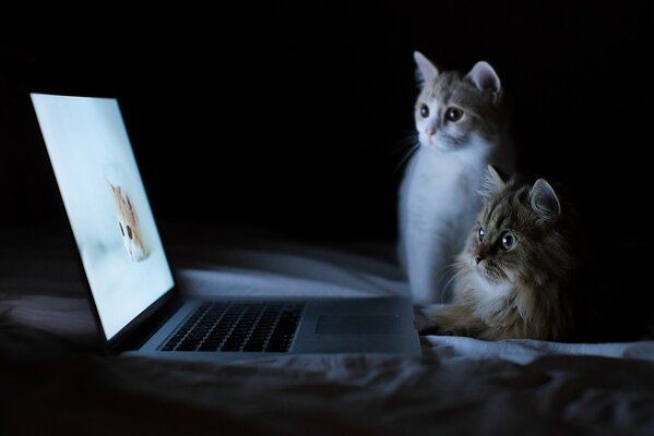 Gatos que miran imágenes de gatos en una computadora portátil