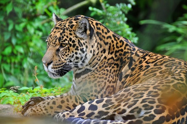 Jaguar en el fondo de la naturaleza vista depredadora