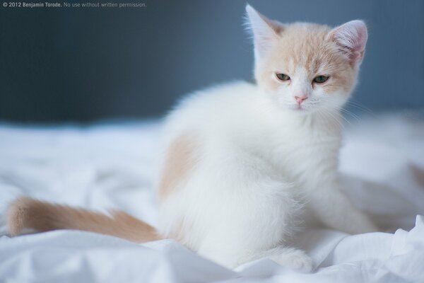 A white kitten on a white bedspread