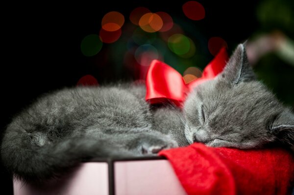 A gray kitten with a bow sleeps on a box