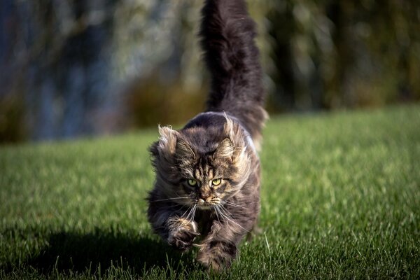 A big cat runs across the field