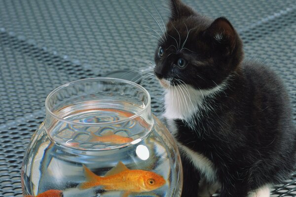 Chepno gattino bianco con i pesci