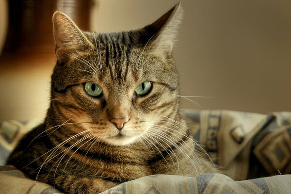 Lo sguardo del gatto. Il gatto giace