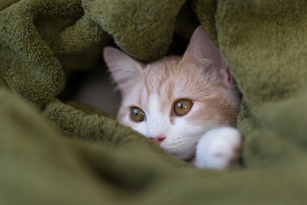 Le museau du chat est enveloppé dans un plaid