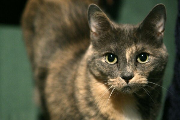 Beau chat sur fond vert