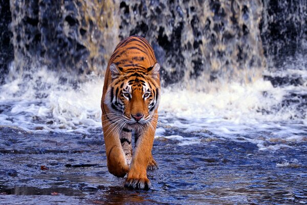 Bengal tiger on the background of a waterfall