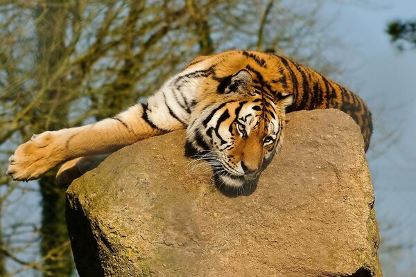 Большой тигр лежит на камне