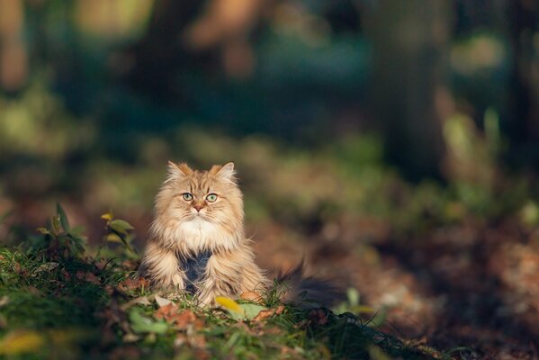 Пушистый рыжий кот в траве