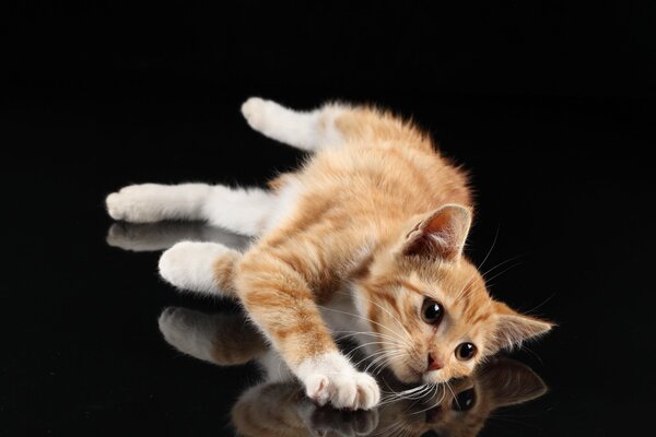 A mustachioed ginger cat is lying on the floor