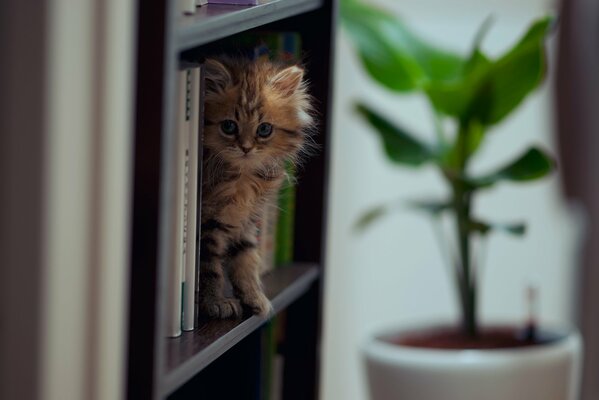 A kitten sits among standing books