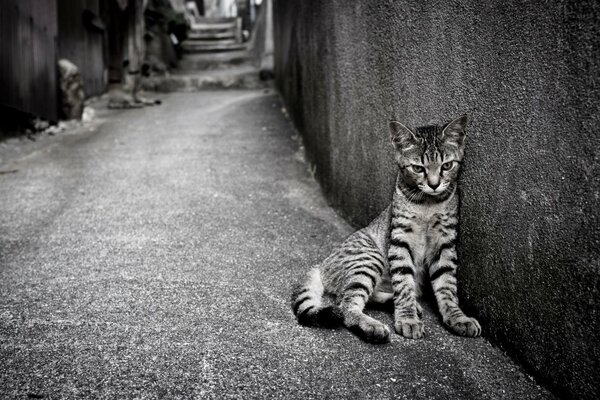 Eine einsame Katze auf der Straße