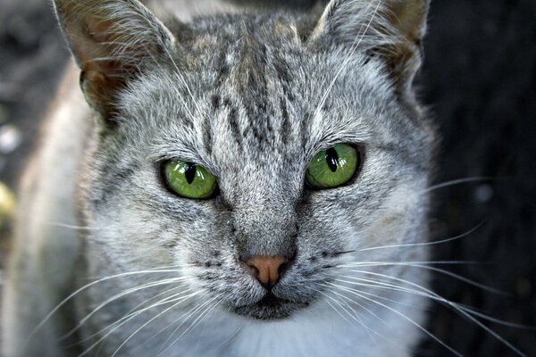 Grey cat with green eyes