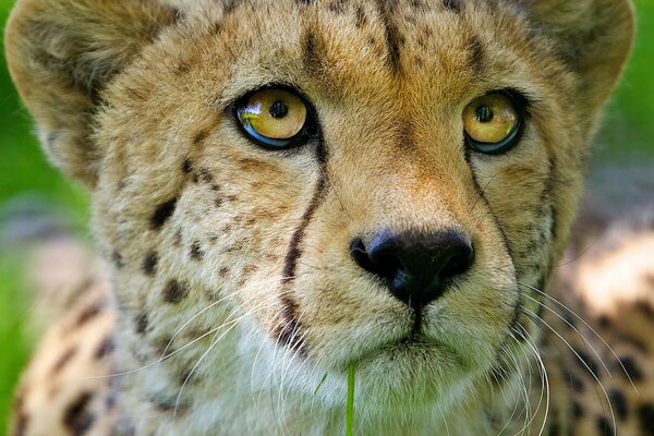 Close-up photo of a cheetah