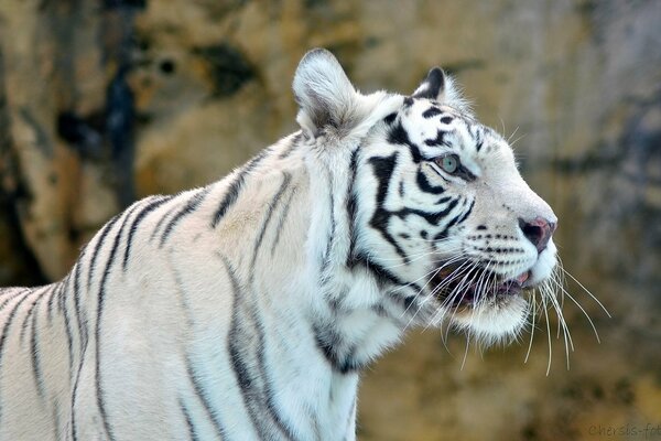 The muzzle of a wild white tiger