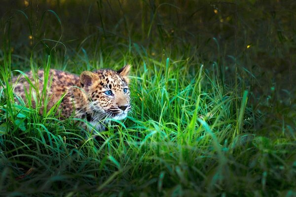 Leopardenkätzchen versteckt sich im Gras