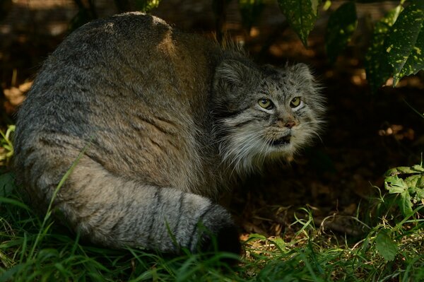 Depredador manul en la naturaleza