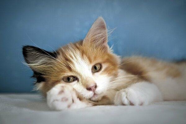 Chat regarde dans un environnement confortable