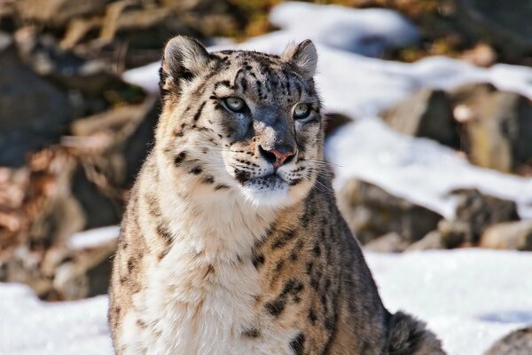 Leopardo delle nevi che ispeziona il suo territorio