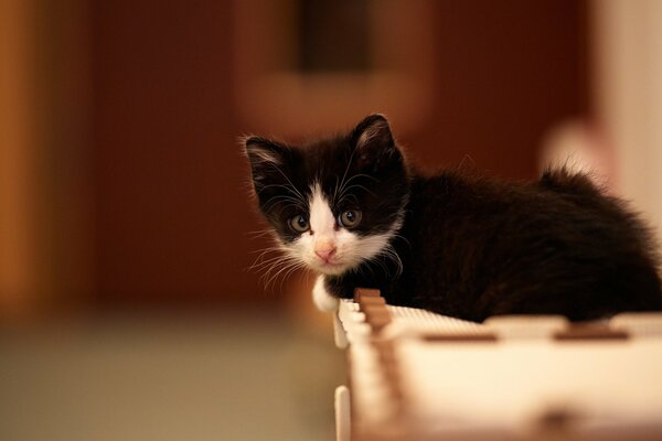 Gatito blanco y negro con pico rosa