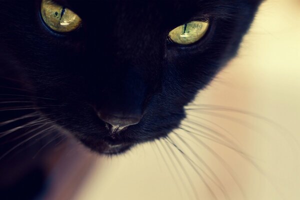 Gato negro con ojos amarillos