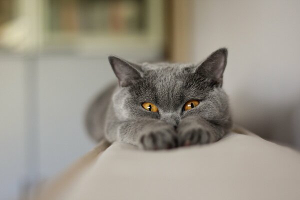 Gelangweilte Katze auf der Couch