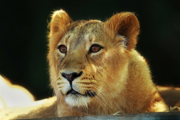 A lion with a big look and a muzzle