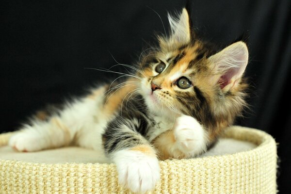 Gatito tricolor con orejas grandes