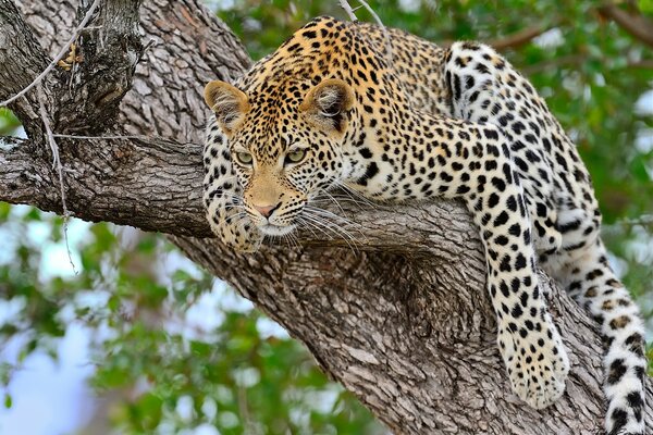Большая кошка леопард на дереве