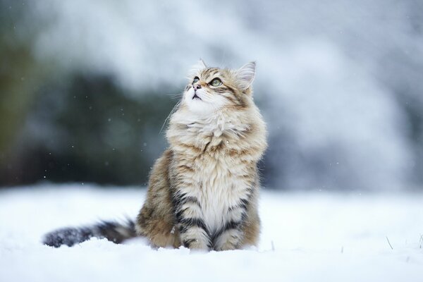 Flauschige gestreifte Katze mit nachdenklichem Blick auf den Schnee