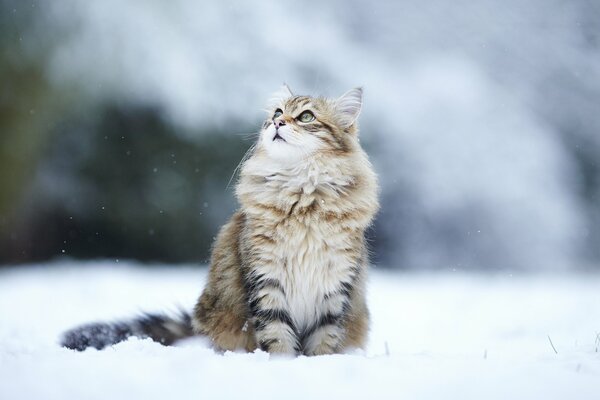 Fluffy striped cat with a thoughtful look in the snow