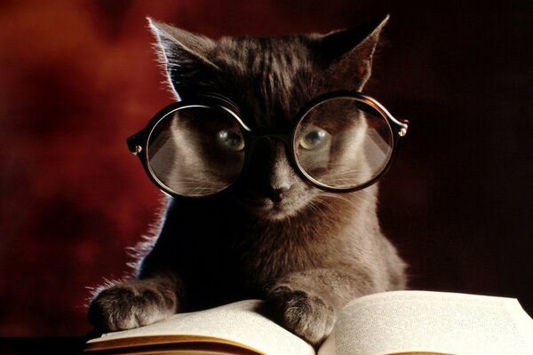Котенок в очках читает книги