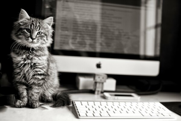 Cat and apple computer