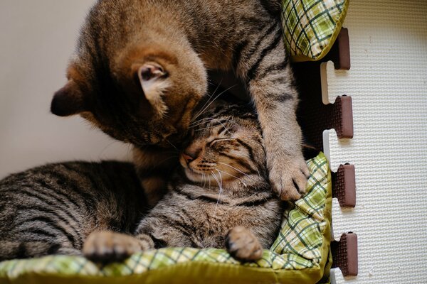 Two striped cats hug