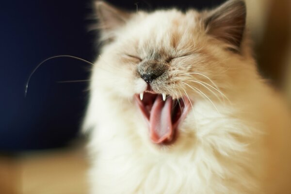 The cat s muzzle has opened its mouth and is yawning