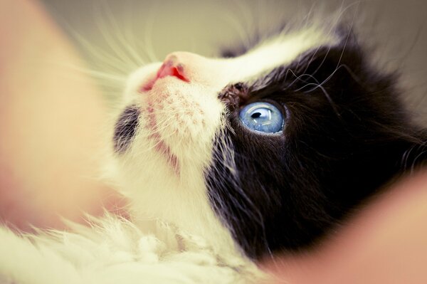 Süßes schwarzes und weißes Kätzchen mit leuchtend blauen Augen