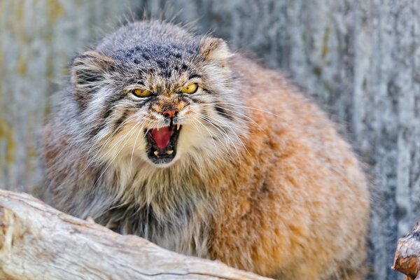 Wild manul in nature in the forest