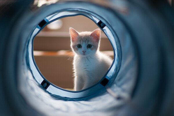 Милый котенок заглядывает в стиральную машинку