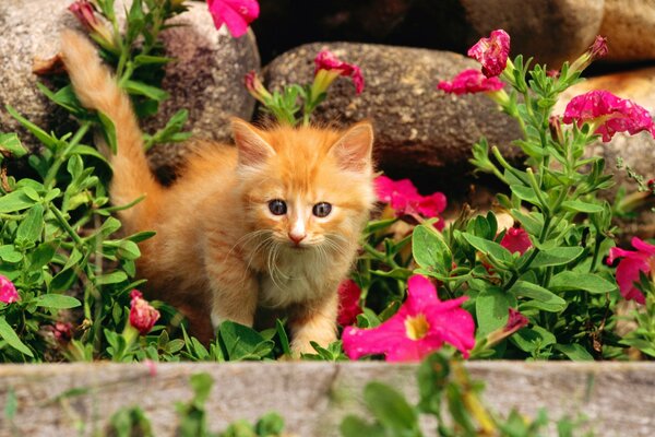 Рыжий котёнок в клумбе цветов пугливо смотрит прямо