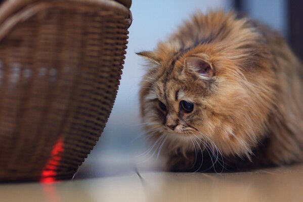 Il gatto peloso guarda sospettosamente il cestino