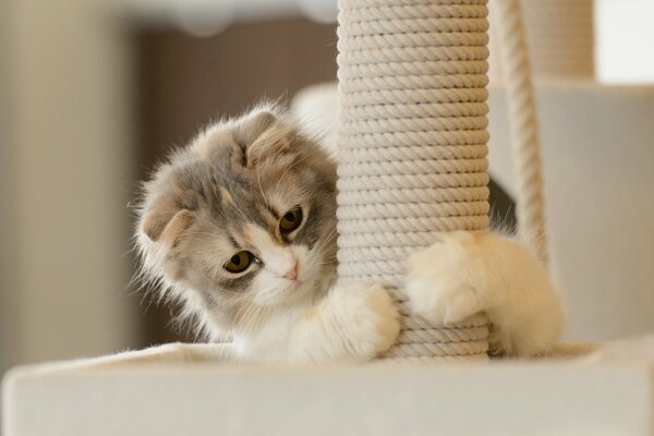 A kitten sharpens its claws on a post