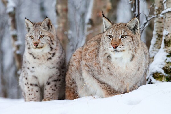 Dos linces sentados en un Suelo blanco cubierto de nieve