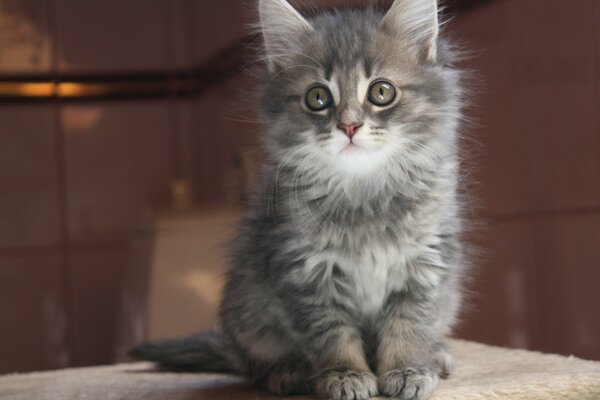 La mirada de un pequeño gatito ahumado