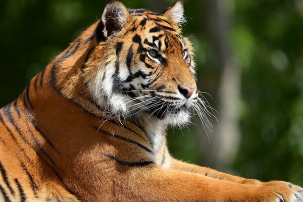 El temible hocico de un tigre de perfil