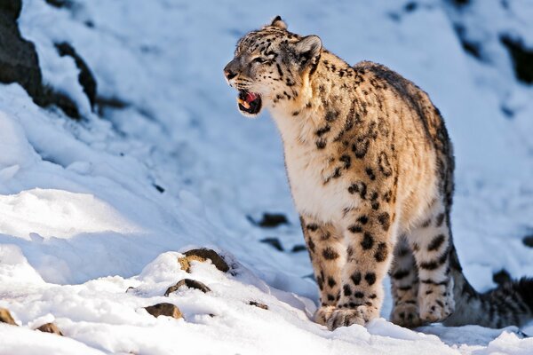 Léopard des neiges grogne dans les montagnes enneigées