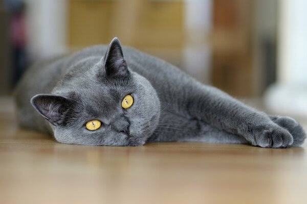 Le chat est couché et pense à la vie