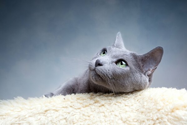 Grazioso gatto grigio con gli occhi verdi